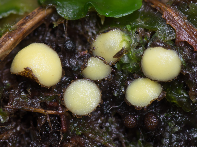 Podophacidium xanthomelum